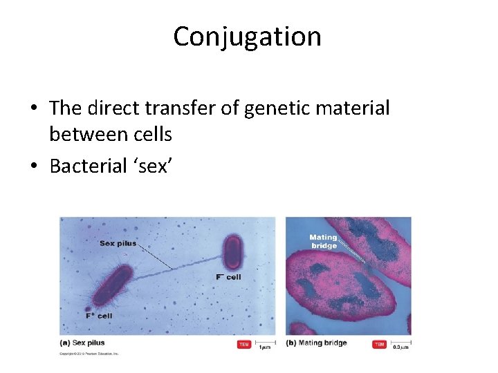Conjugation • The direct transfer of genetic material between cells • Bacterial ‘sex’ 
