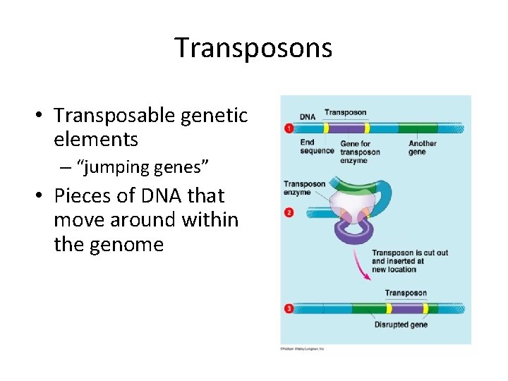 Transposons • Transposable genetic elements – “jumping genes” • Pieces of DNA that move