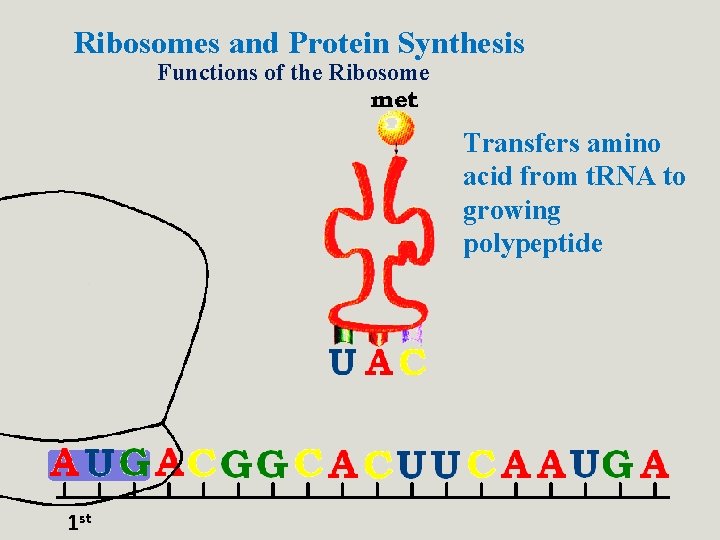 Ribosomes and Protein Synthesis Functions of the Ribosome Transfers amino acid from t. RNA Ribosomes and Protein Synthesis Functions of the Ribosome Transfers amino acid from t. RNA