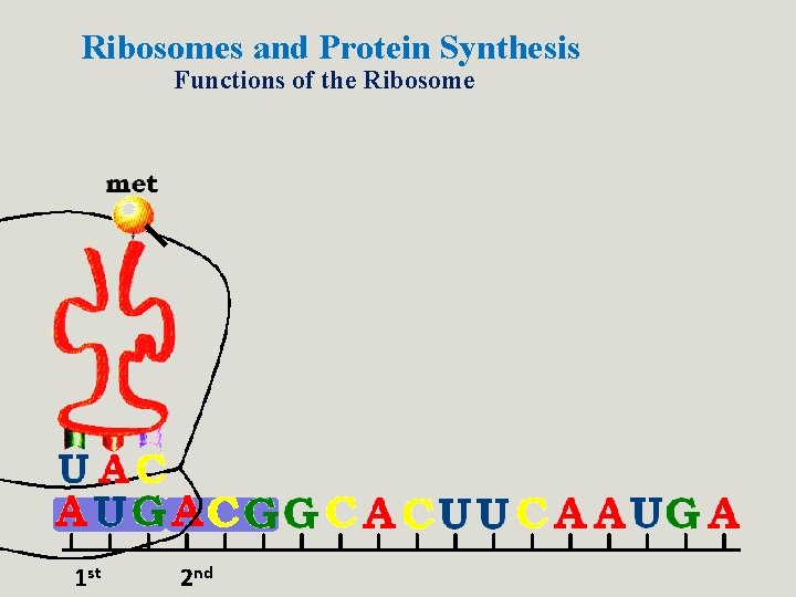 Ribosomes and Protein Synthesis Functions of the Ribosome 1 st 2 nd Ribosomes and Protein Synthesis Functions of the Ribosome 1 st 2 nd