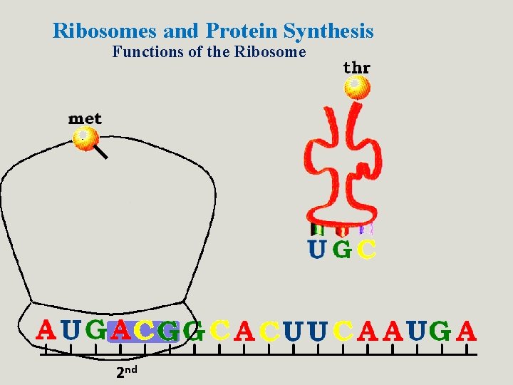 Ribosomes and Protein Synthesis Functions of the Ribosome 2 nd Ribosomes and Protein Synthesis Functions of the Ribosome 2 nd