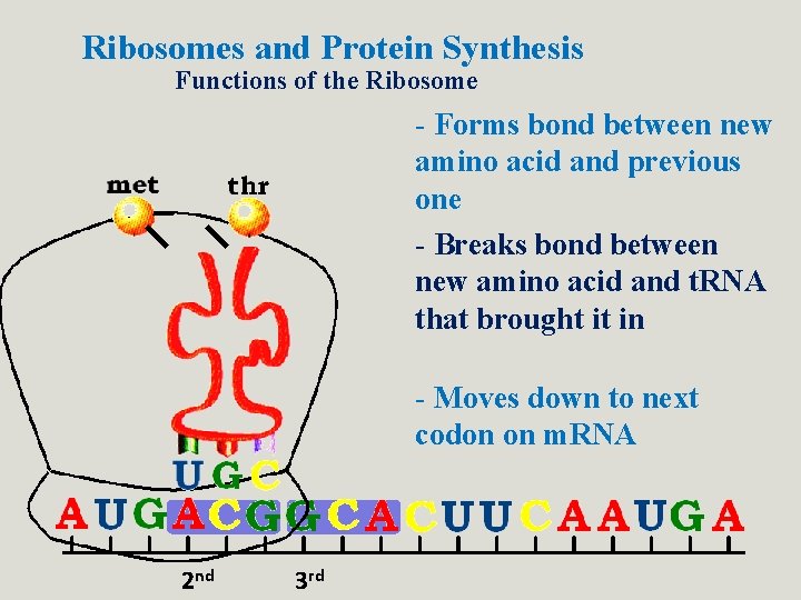 Ribosomes and Protein Synthesis Functions of the Ribosome - Forms bond between new amino Ribosomes and Protein Synthesis Functions of the Ribosome - Forms bond between new amino