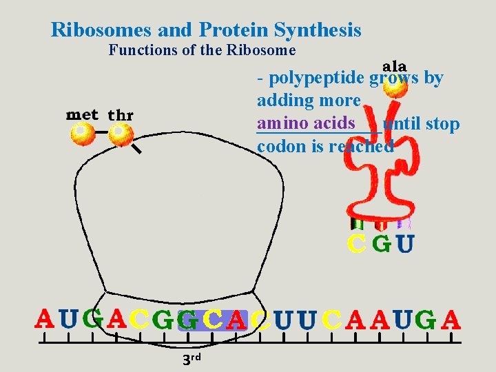 Ribosomes and Protein Synthesis Functions of the Ribosome - polypeptide grows by adding more Ribosomes and Protein Synthesis Functions of the Ribosome - polypeptide grows by adding more