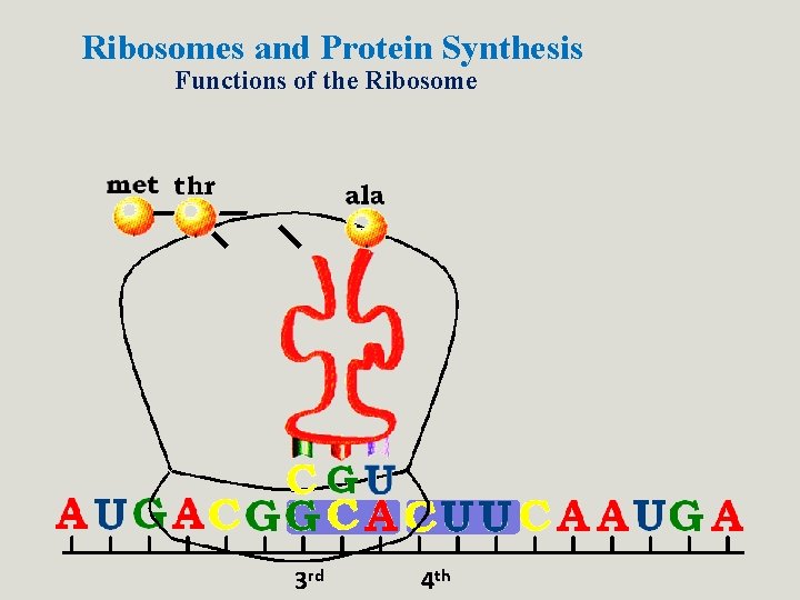 Ribosomes and Protein Synthesis Functions of the Ribosome 3 rd 4 th Ribosomes and Protein Synthesis Functions of the Ribosome 3 rd 4 th