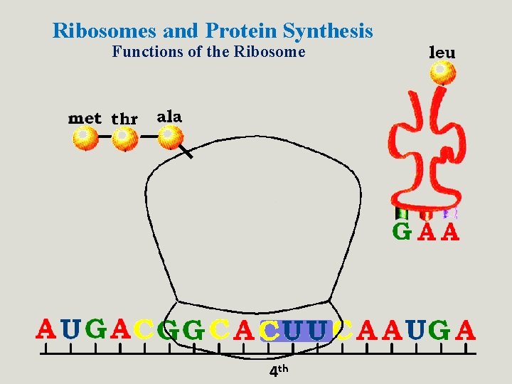 Ribosomes and Protein Synthesis Functions of the Ribosome 4 th Ribosomes and Protein Synthesis Functions of the Ribosome 4 th