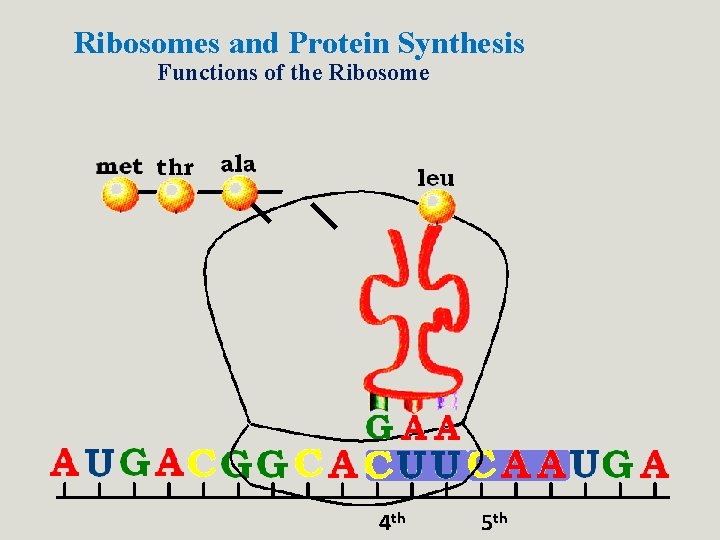 Ribosomes and Protein Synthesis Functions of the Ribosome 4 th 5 th Ribosomes and Protein Synthesis Functions of the Ribosome 4 th 5 th