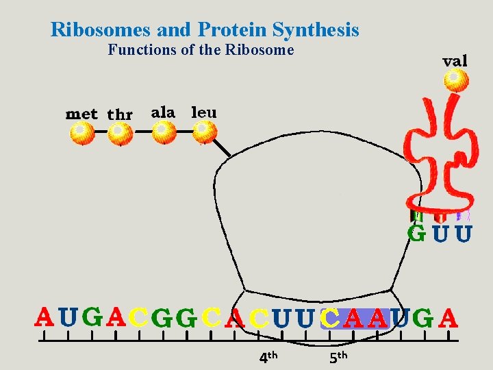 Ribosomes and Protein Synthesis Functions of the Ribosome 4 th 5 th Ribosomes and Protein Synthesis Functions of the Ribosome 4 th 5 th