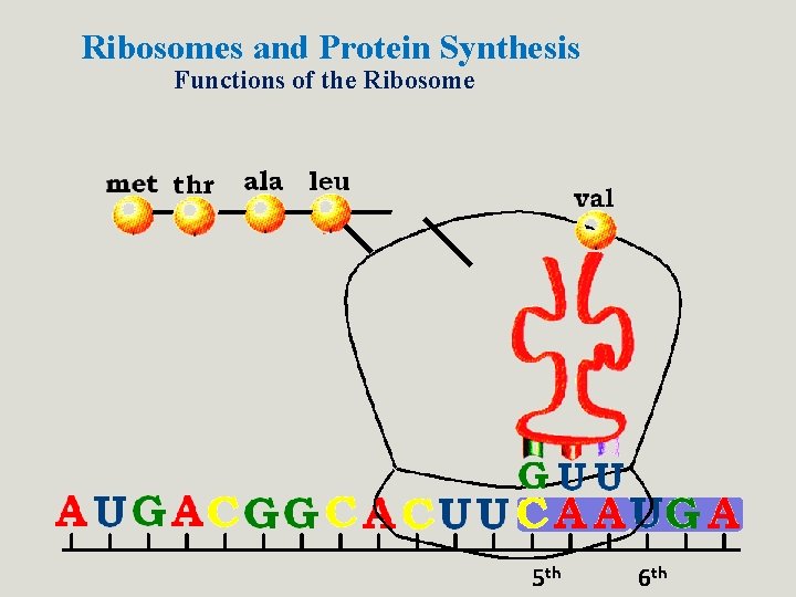 Ribosomes and Protein Synthesis Functions of the Ribosome 5 th 6 th Ribosomes and Protein Synthesis Functions of the Ribosome 5 th 6 th