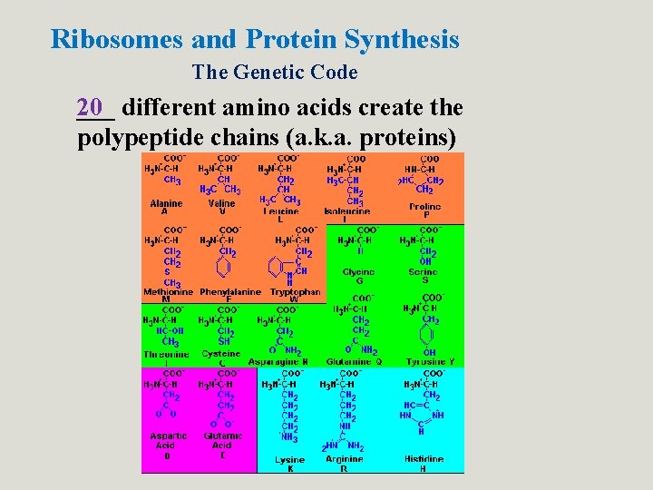 Ribosomes and Protein Synthesis The Genetic Code 20 ___ different amino acids create the Ribosomes and Protein Synthesis The Genetic Code 20 ___ different amino acids create the
