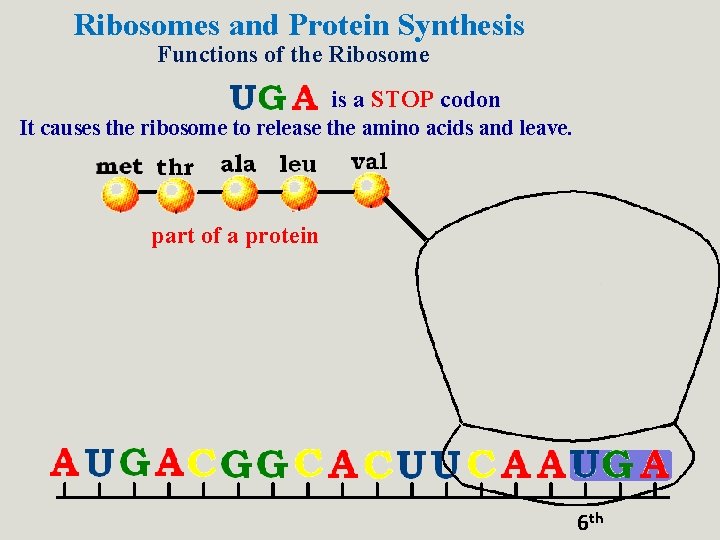 Ribosomes and Protein Synthesis Functions of the Ribosome is a STOP codon It causes Ribosomes and Protein Synthesis Functions of the Ribosome is a STOP codon It causes