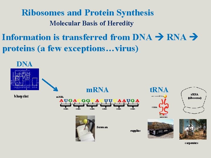 Ribosomes and Protein Synthesis Molecular Basis of Heredity Information is transferred from DNA RNA Ribosomes and Protein Synthesis Molecular Basis of Heredity Information is transferred from DNA RNA