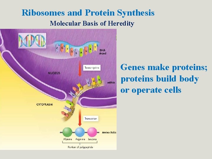 Ribosomes and Protein Synthesis Molecular Basis of Heredity Genes make proteins; proteins build body Ribosomes and Protein Synthesis Molecular Basis of Heredity Genes make proteins; proteins build body
