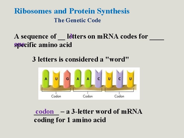 Ribosomes and Protein Synthesis The Genetic Code A sequence of __ letters 3 on Ribosomes and Protein Synthesis The Genetic Code A sequence of __ letters 3 on