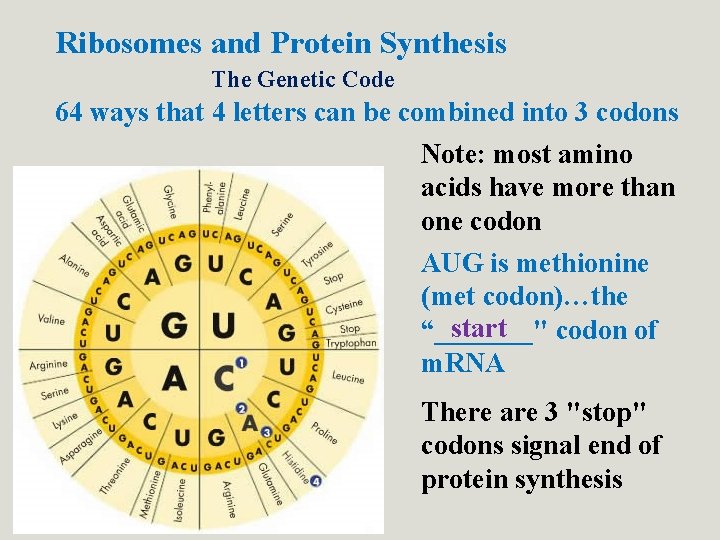 Ribosomes and Protein Synthesis The Genetic Code 64 ways that 4 letters can be Ribosomes and Protein Synthesis The Genetic Code 64 ways that 4 letters can be