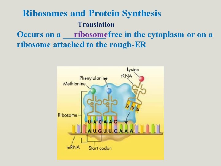 Ribosomes and Protein Synthesis Translation Occurs on a _____ ribosomefree in the cytoplasm or Ribosomes and Protein Synthesis Translation Occurs on a _____ ribosomefree in the cytoplasm or