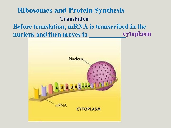 Ribosomes and Protein Synthesis Translation Before translation, m. RNA is transcribed in the nucleus Ribosomes and Protein Synthesis Translation Before translation, m. RNA is transcribed in the nucleus