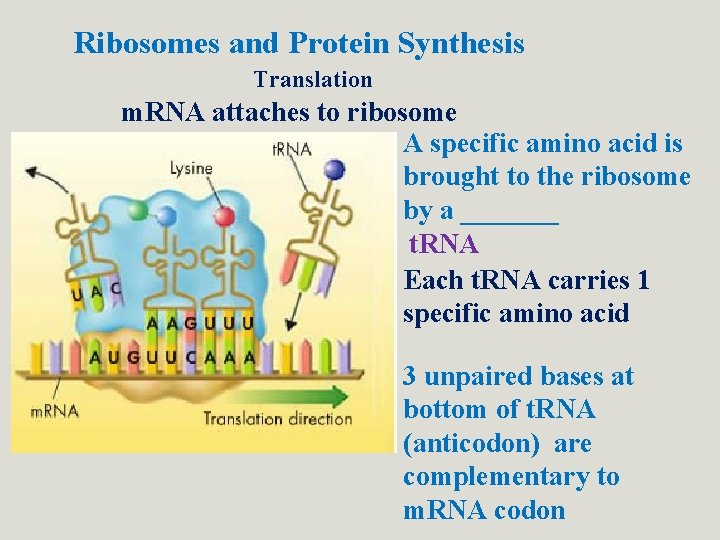 Ribosomes and Protein Synthesis Translation m. RNA attaches to ribosome A specific amino acid Ribosomes and Protein Synthesis Translation m. RNA attaches to ribosome A specific amino acid