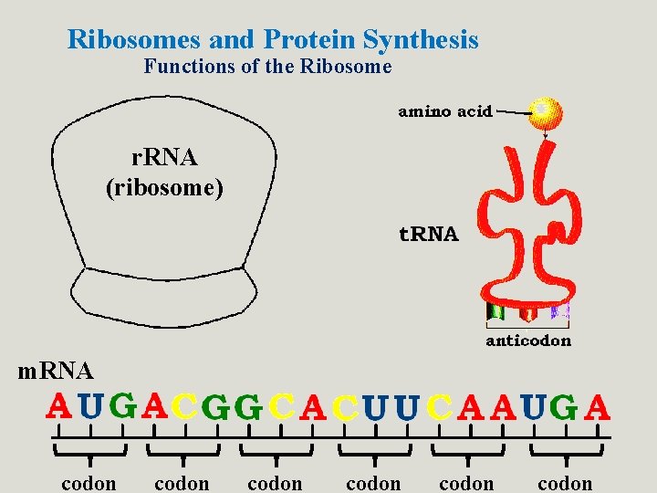 Ribosomes and Protein Synthesis Functions of the Ribosome r. RNA (ribosome) m. RNA codon Ribosomes and Protein Synthesis Functions of the Ribosome r. RNA (ribosome) m. RNA codon