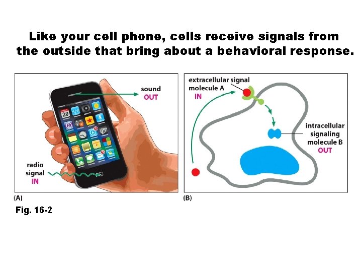 Like your cell phone, cells receive signals from the outside that bring about a
