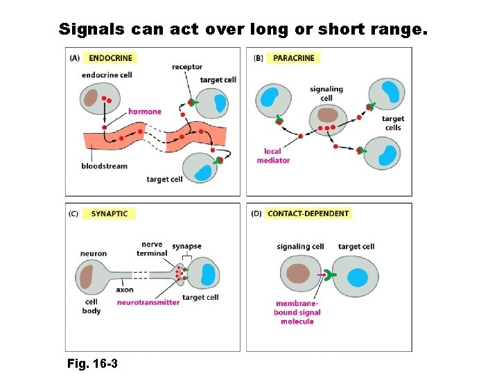 Signals can act over long or short range. Fig. 16 -3 