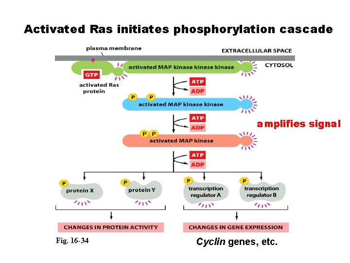 Activated Ras initiates phosphorylation cascade amplifies signal Fig. 16 -34 Cyclin genes, etc. 