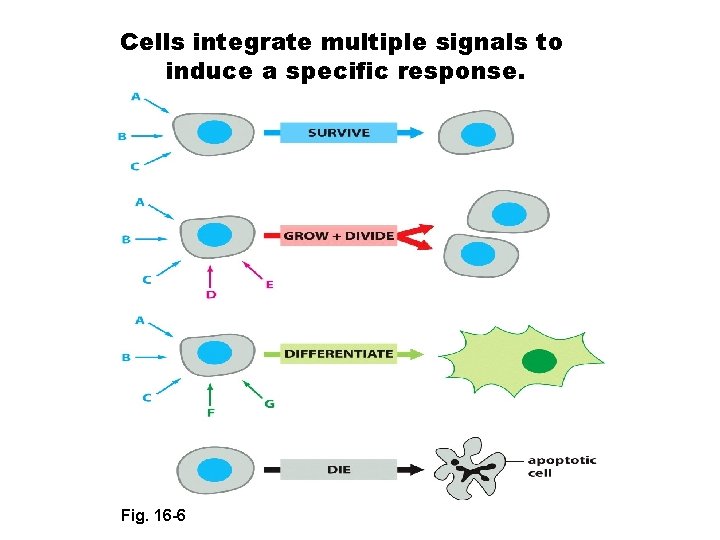 Cells integrate multiple signals to induce a specific response. Fig. 16 -6 