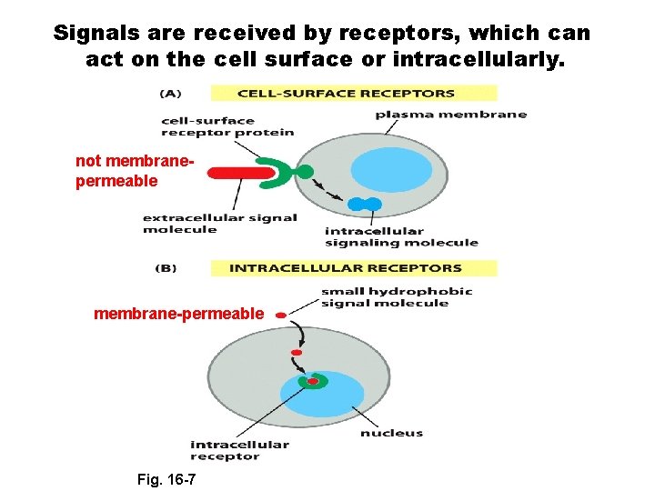 Signals are received by receptors, which can act on the cell surface or intracellularly.
