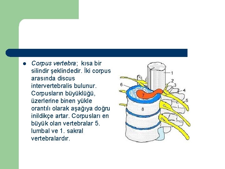 l Corpus vertebra; kısa bir silindir şeklindedir. İki corpus arasında discus intervertebralis bulunur. Corpusların