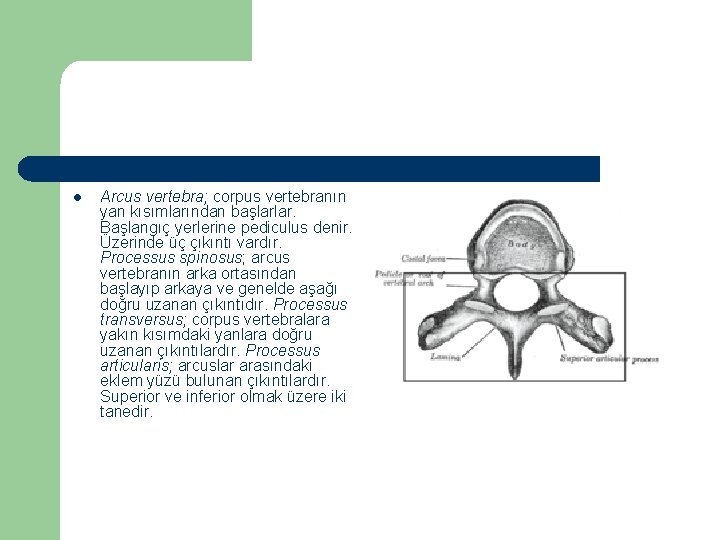 l Arcus vertebra; corpus vertebranın yan kısımlarından başlarlar. Başlangıç yerlerine pediculus denir. Üzerinde üç