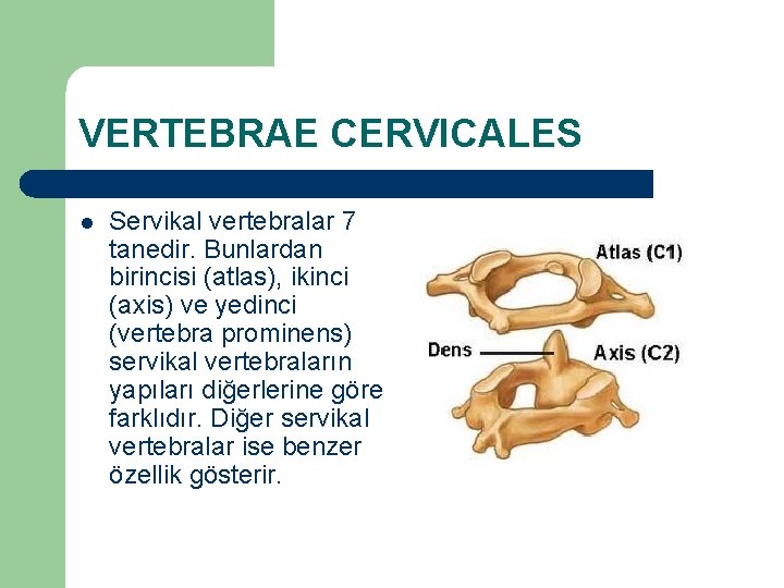 VERTEBRAE CERVICALES l Servikal vertebralar 7 tanedir. Bunlardan birincisi (atlas), ikinci (axis) ve yedinci