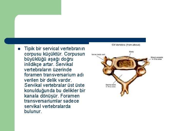 l Tipik bir servical vertebranın corpusu küçüktür. Corpusun büyüklüğü aşağı doğru inildikçe artar. Servikal