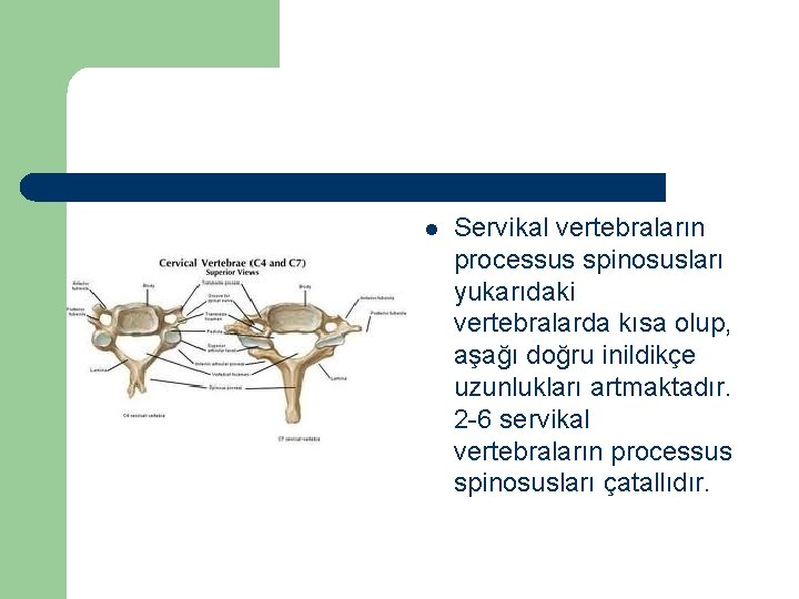 l Servikal vertebraların processus spinosusları yukarıdaki vertebralarda kısa olup, aşağı doğru inildikçe uzunlukları artmaktadır.