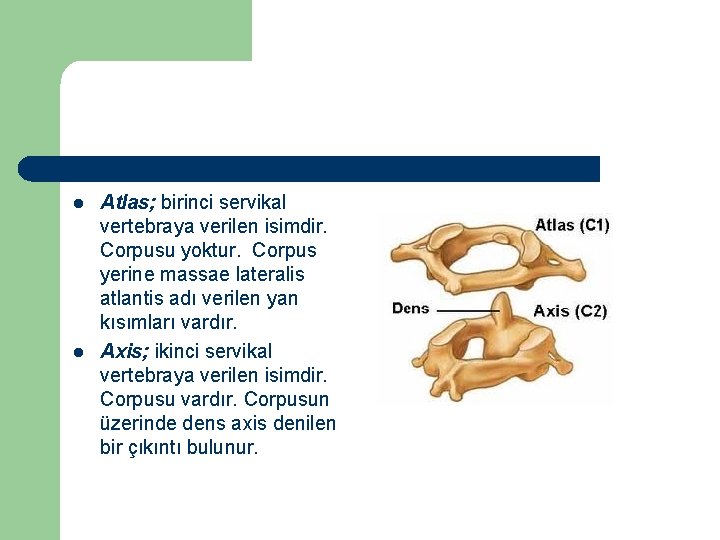 l l Atlas; birinci servikal vertebraya verilen isimdir. Corpusu yoktur. Corpus yerine massae lateralis