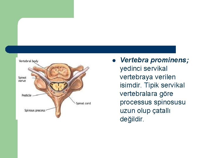 l Vertebra prominens; yedinci servikal vertebraya verilen isimdir. Tipik servikal vertebralara göre processus spinosusu