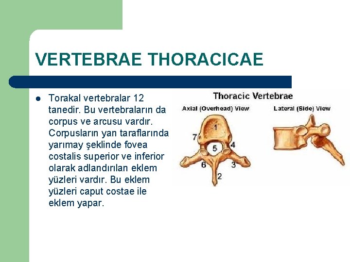 VERTEBRAE THORACICAE l Torakal vertebralar 12 tanedir. Bu vertebraların da corpus ve arcusu vardır.