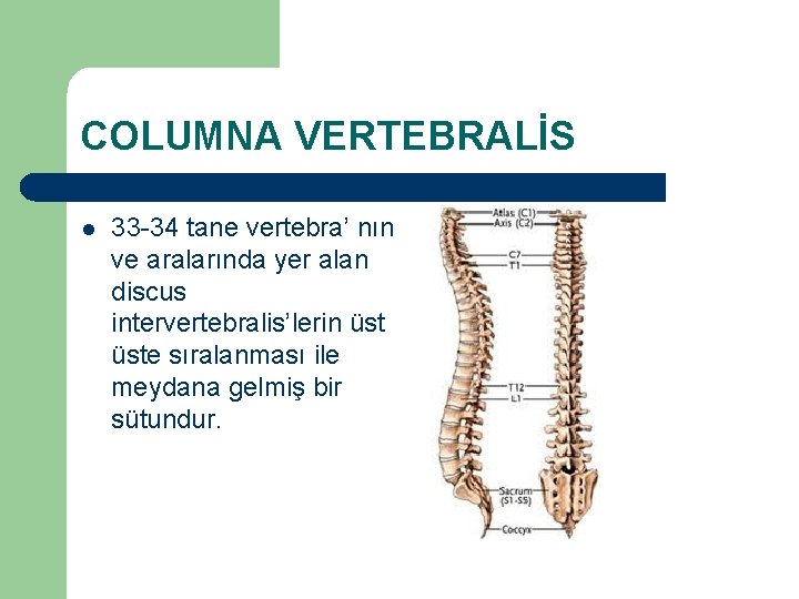 COLUMNA VERTEBRALİS l 33 -34 tane vertebra’ nın ve aralarında yer alan discus intervertebralis’lerin