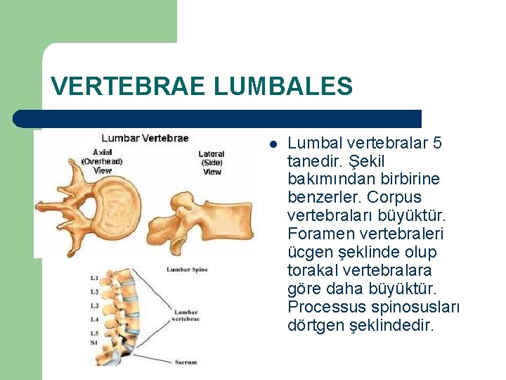 VERTEBRAE LUMBALES l Lumbal vertebralar 5 tanedir. Şekil bakımından birbirine benzerler. Corpus vertebraları büyüktür.