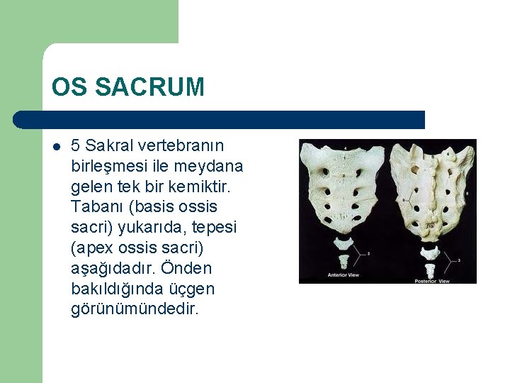 OS SACRUM l 5 Sakral vertebranın birleşmesi ile meydana gelen tek bir kemiktir. Tabanı