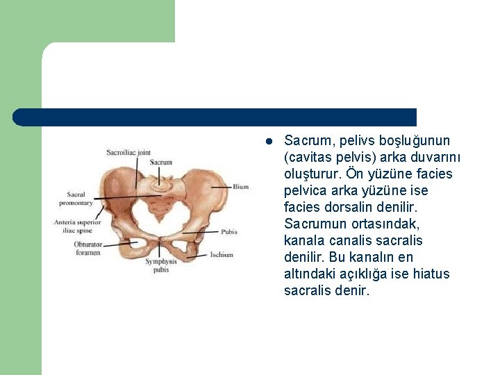 l Sacrum, pelivs boşluğunun (cavitas pelvis) arka duvarını oluşturur. Ön yüzüne facies pelvica arka