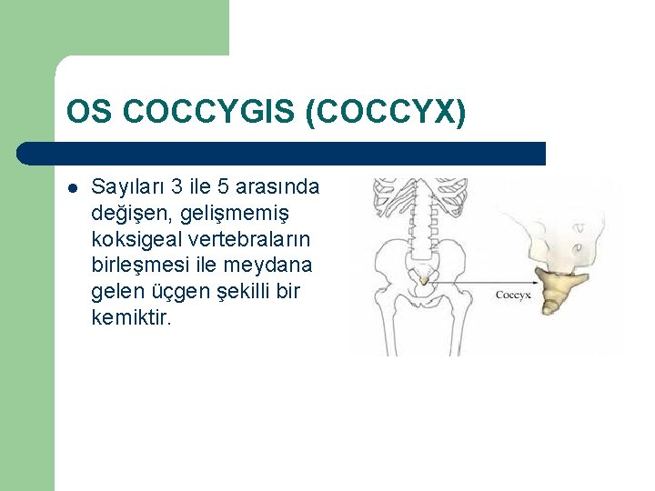 OS COCCYGIS (COCCYX) l Sayıları 3 ile 5 arasında değişen, gelişmemiş koksigeal vertebraların birleşmesi