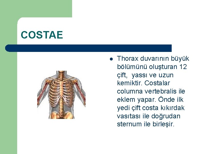 COSTAE l Thorax duvarının büyük bölümünü oluşturan 12 çift, yassı ve uzun kemiktir. Costalar