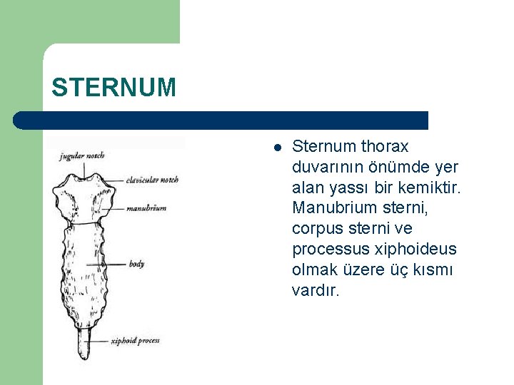 STERNUM l Sternum thorax duvarının önümde yer alan yassı bir kemiktir. Manubrium sterni, corpus