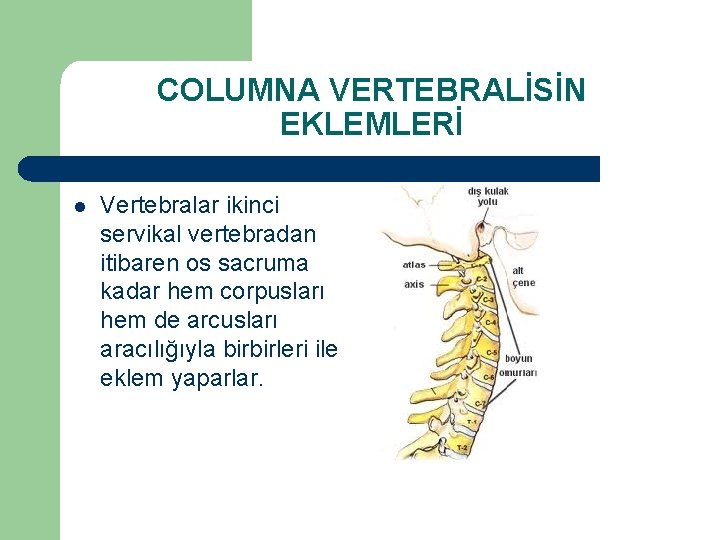 COLUMNA VERTEBRALİSİN EKLEMLERİ l Vertebralar ikinci servikal vertebradan itibaren os sacruma kadar hem corpusları