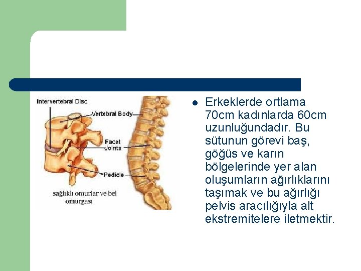 l Erkeklerde ortlama 70 cm kadınlarda 60 cm uzunluğundadır. Bu sütunun görevi baş, göğüs