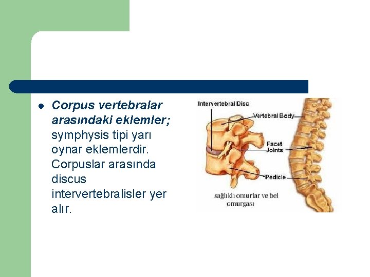 l Corpus vertebralar arasındaki eklemler; symphysis tipi yarı oynar eklemlerdir. Corpuslar arasında discus intervertebralisler