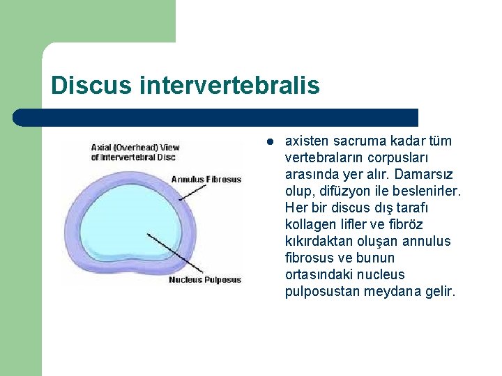 Discus intervertebralis l axisten sacruma kadar tüm vertebraların corpusları arasında yer alır. Damarsız olup,