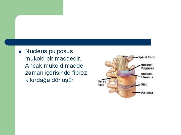 l Nucleus pulposus mukoid bir maddedir. Ancak mukoid madde zaman içerisinde fibröz kıkırdağa dönüşür.