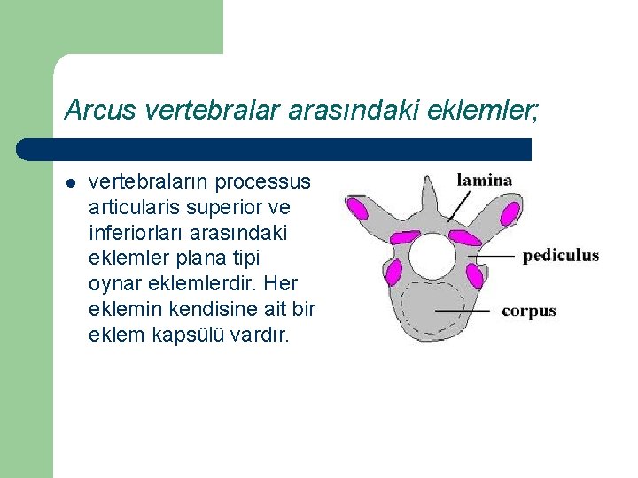 Arcus vertebralar arasındaki eklemler; l vertebraların processus articularis superior ve inferiorları arasındaki eklemler plana