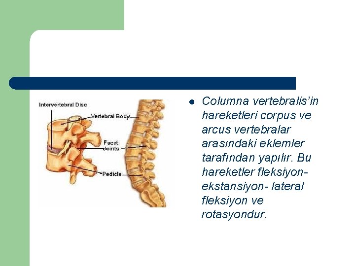 l Columna vertebralis’in hareketleri corpus ve arcus vertebralar arasındaki eklemler tarafından yapılır. Bu hareketler