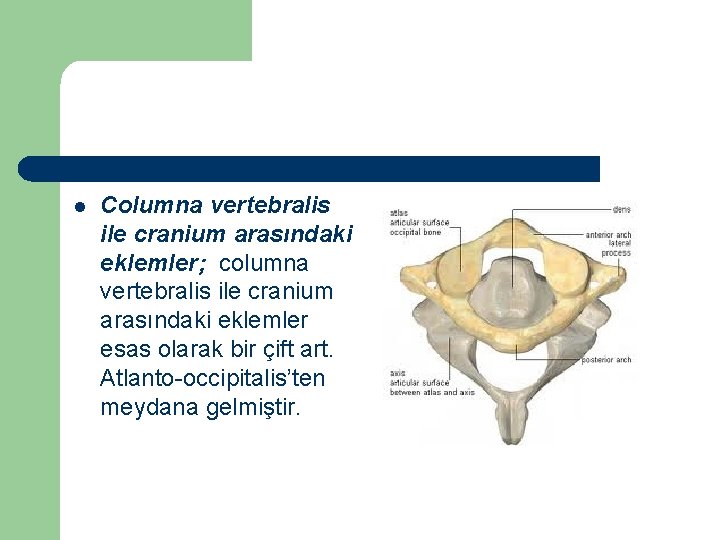 l Columna vertebralis ile cranium arasındaki eklemler; columna vertebralis ile cranium arasındaki eklemler esas